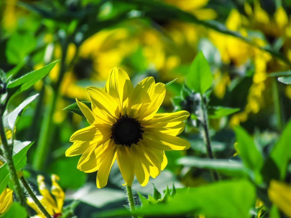 向日葵