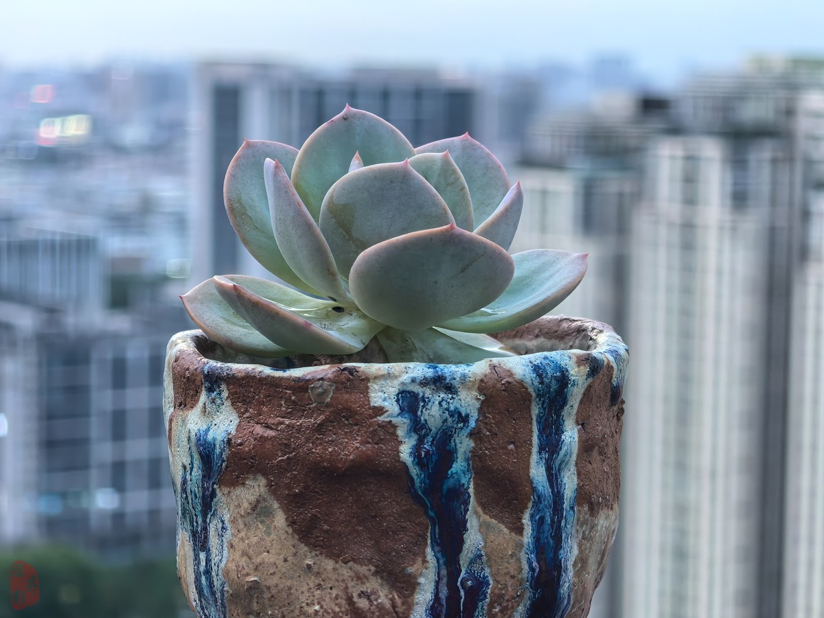 CCD为什么突然火了对比看看