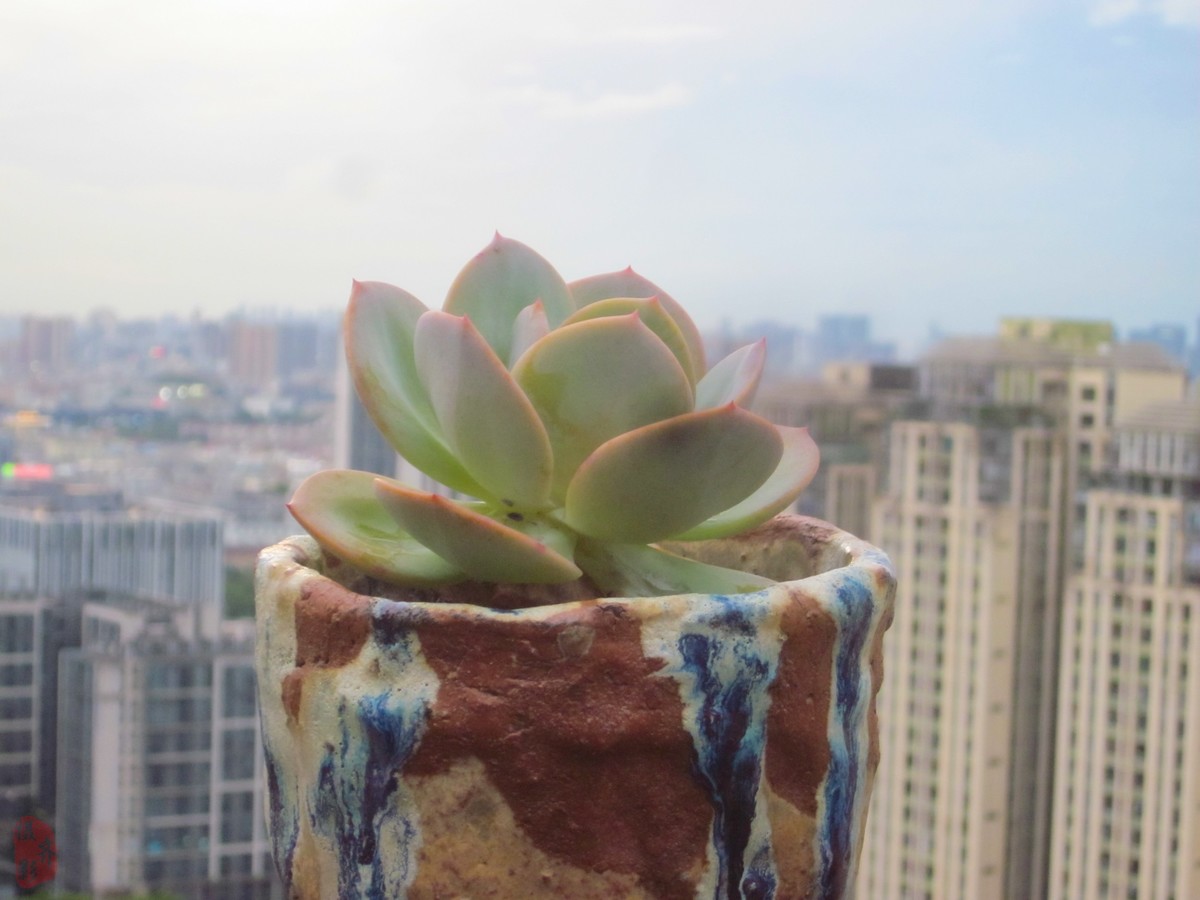 CCD为什么突然火了对比看看