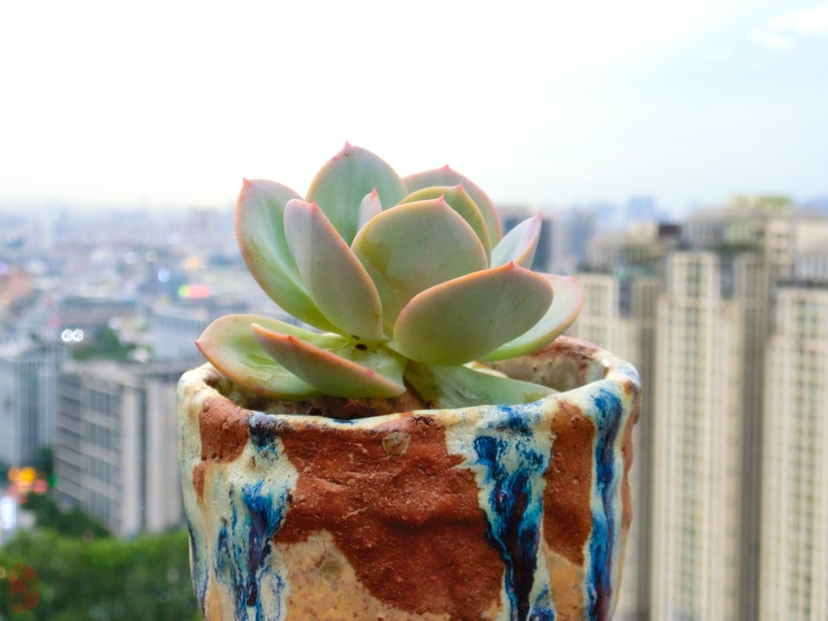 CCD为什么突然火了对比看看