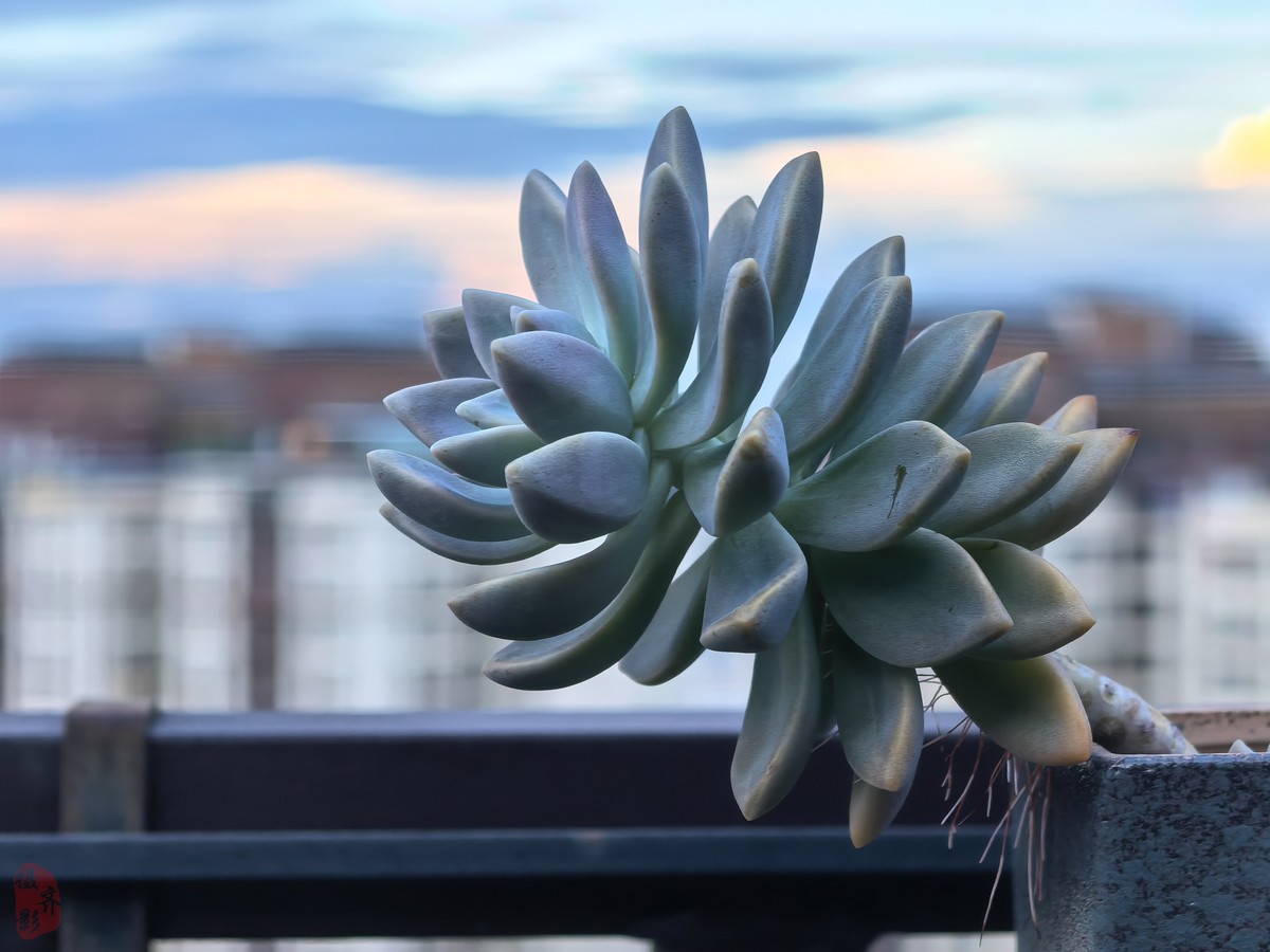 CCD为什么突然火了对比看看