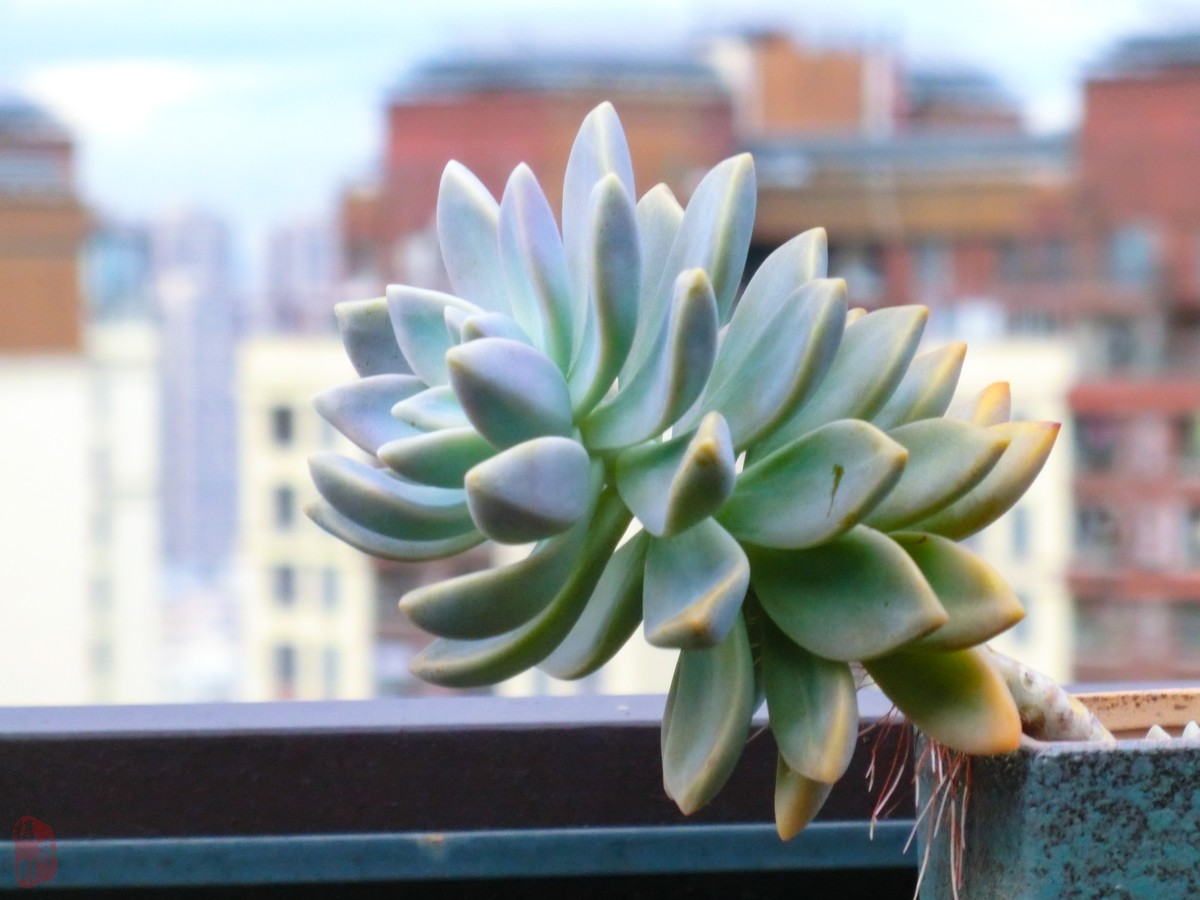 CCD为什么突然火了对比看看