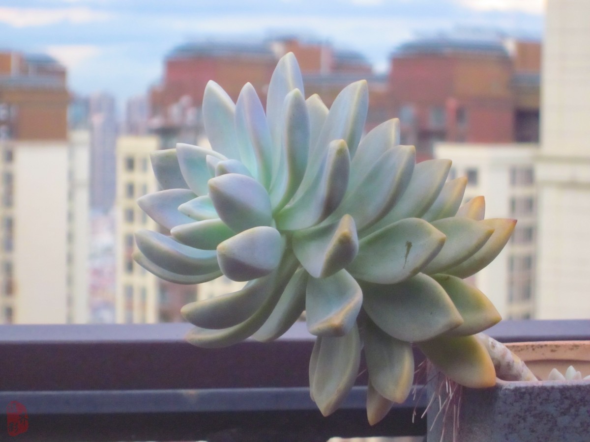 CCD为什么突然火了对比看看