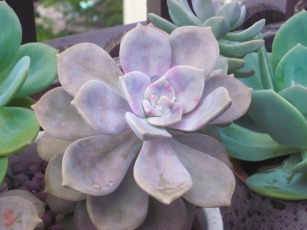 CCD为什么突然火了对比看看