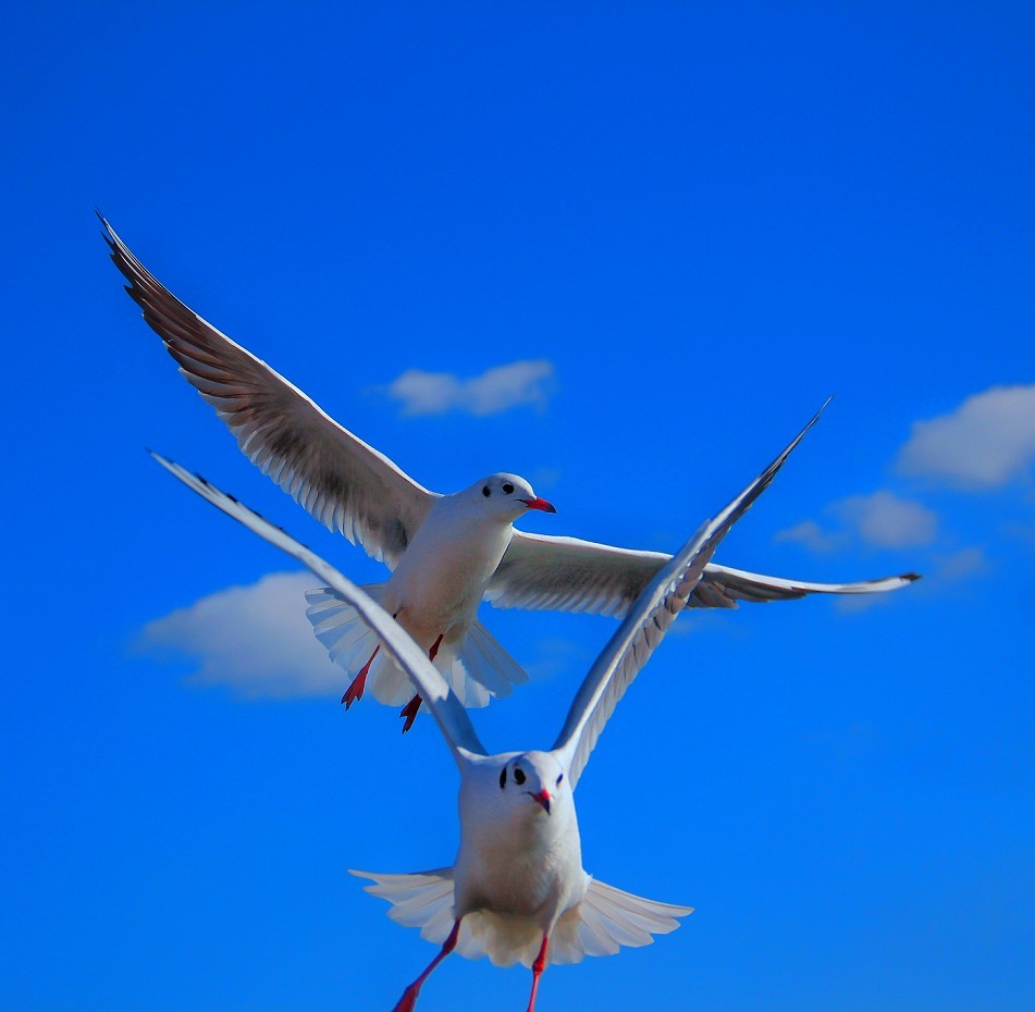 请假贴海鸥美女风景花草这次出去大概半个月新年了各位好好忙活