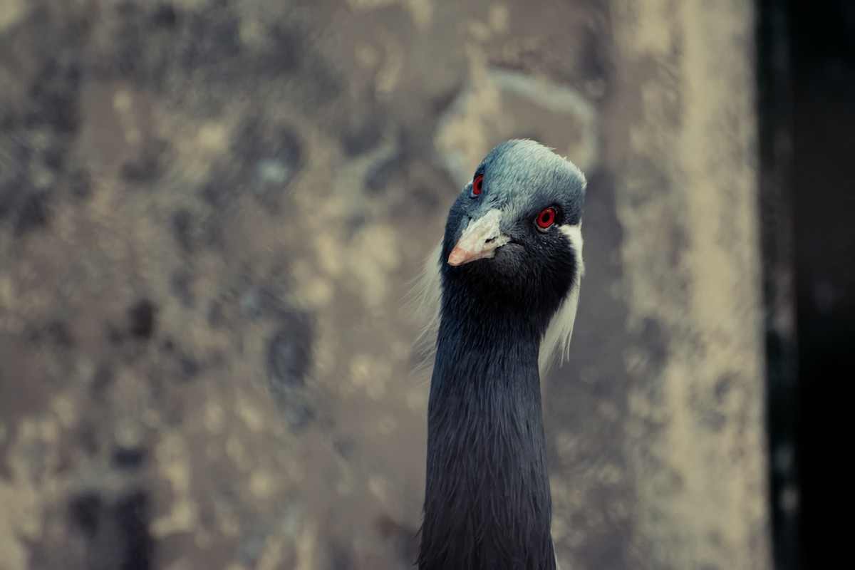 逛动物园 70-300 VR  试拍