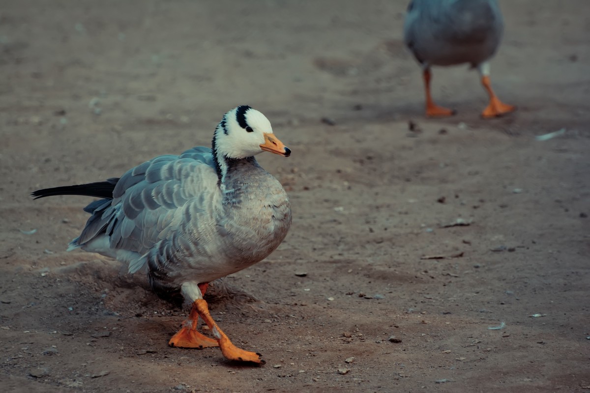 逛动物园 70-300 VR  试拍