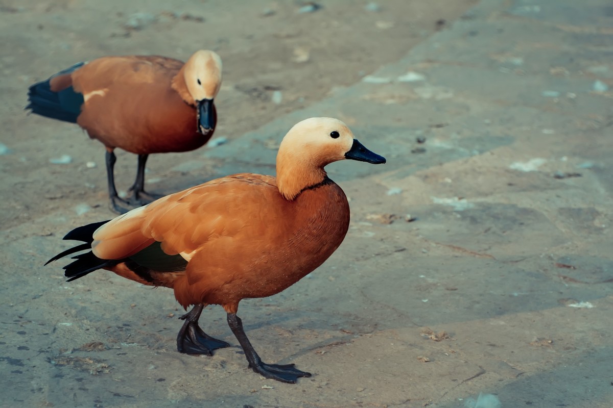 逛动物园 70-300 VR  试拍