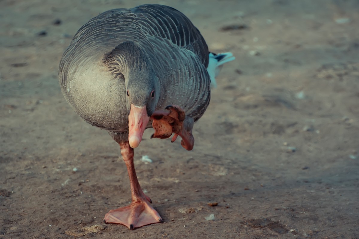 逛动物园 70-300 VR  试拍