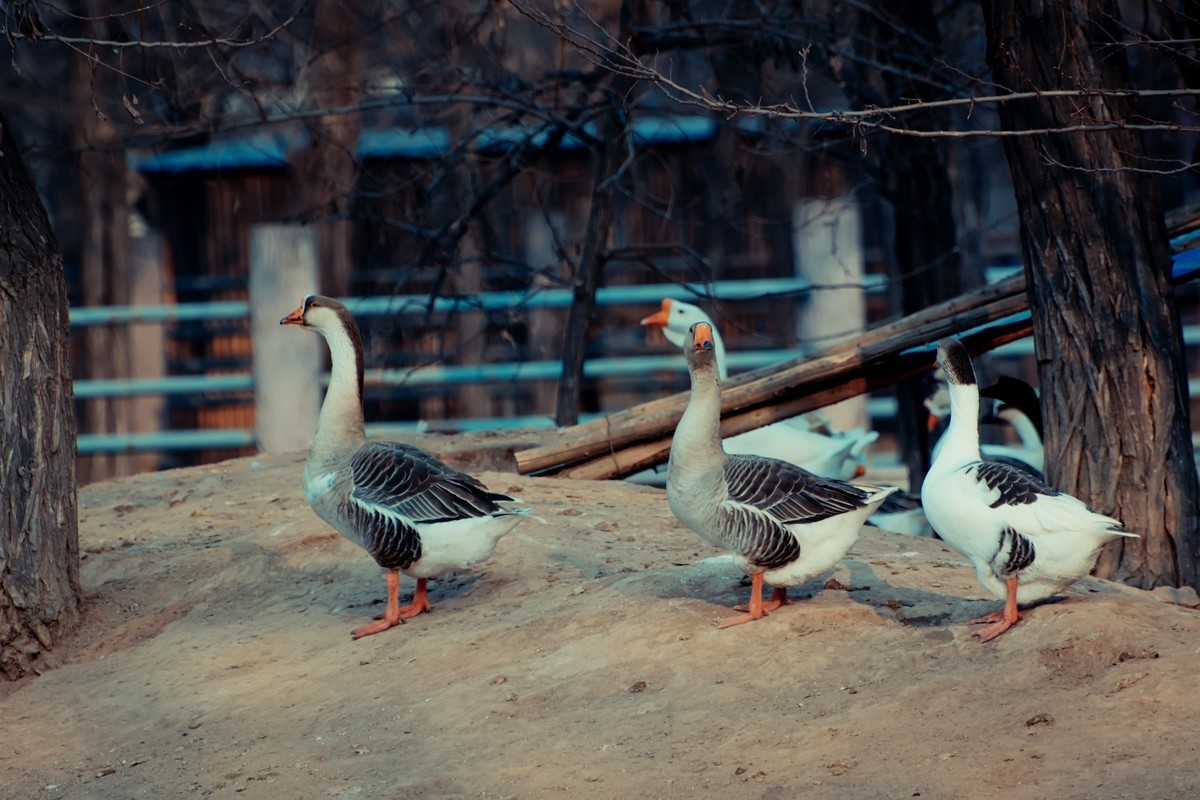 逛动物园 70-300 VR  试拍