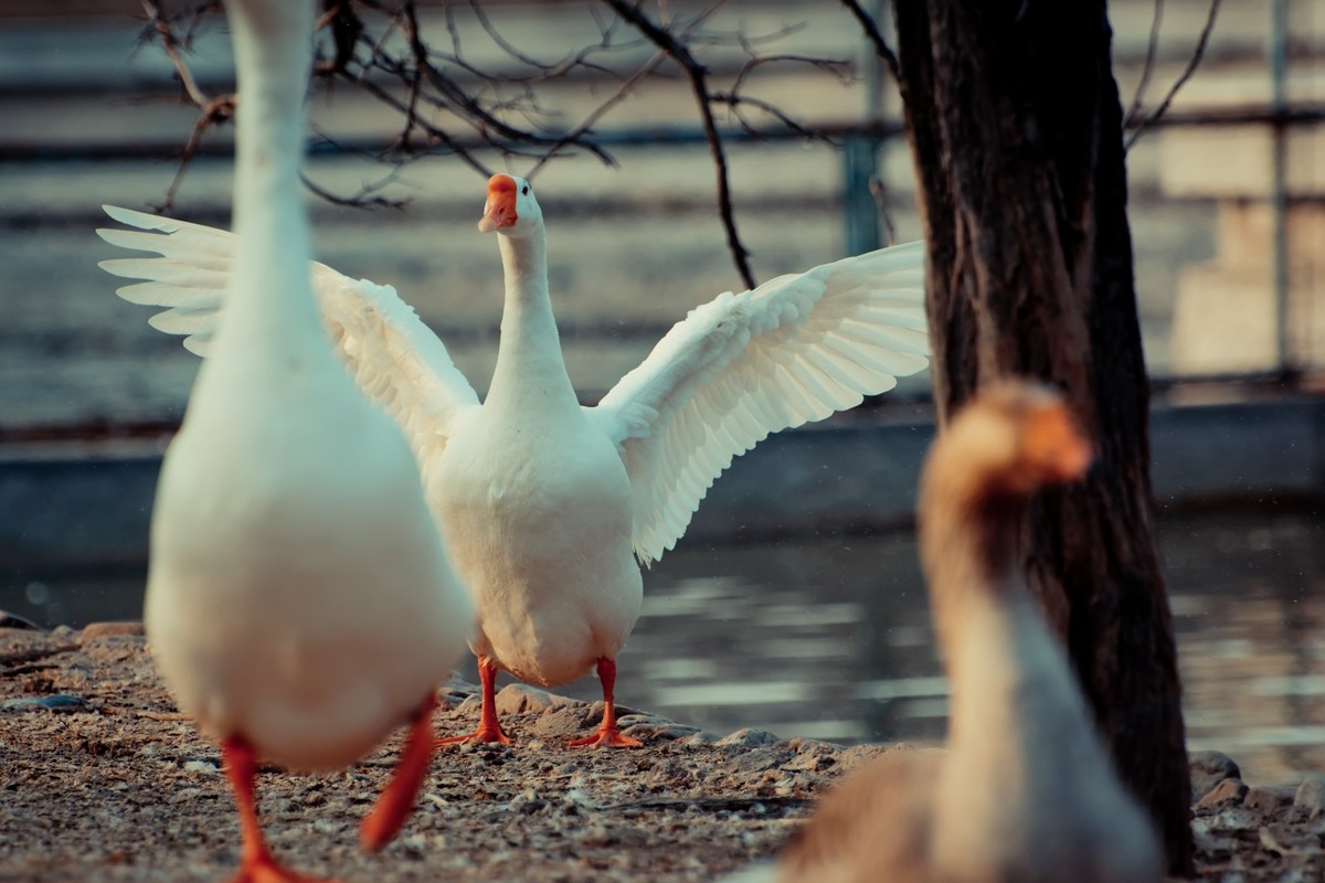 逛动物园 70-300 VR  试拍