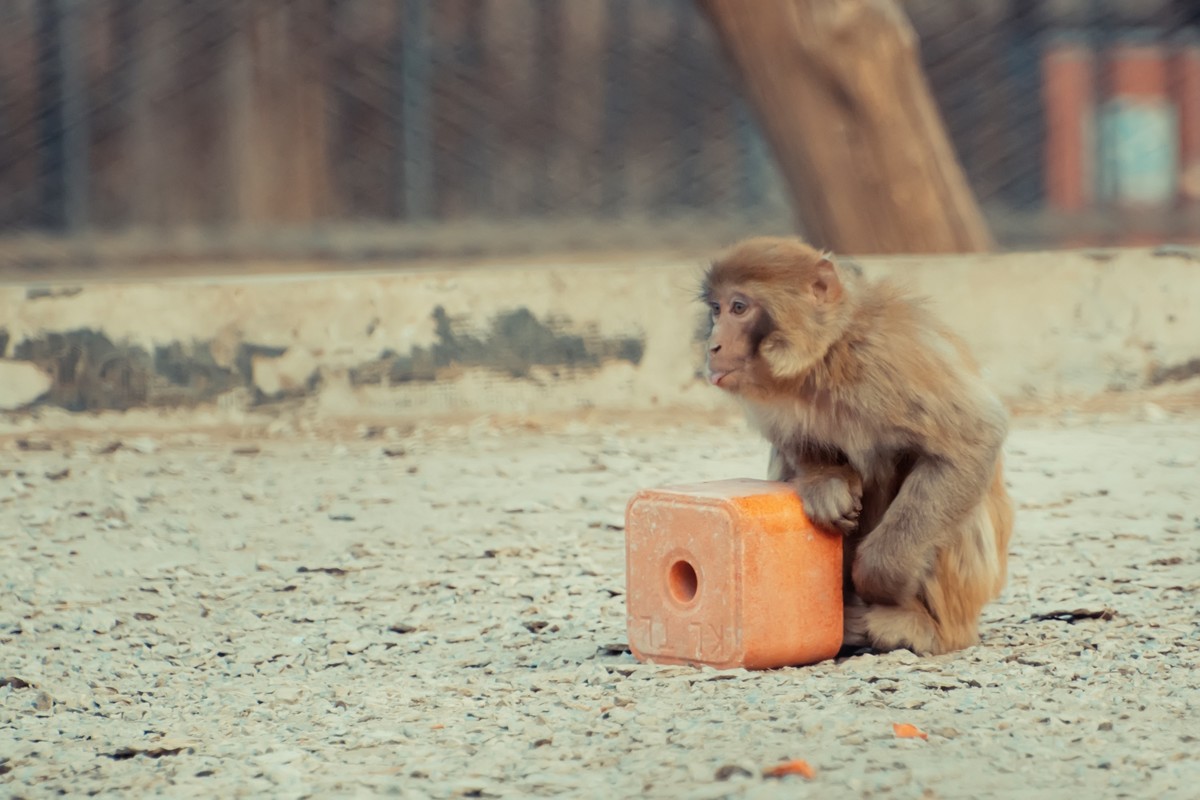 逛动物园 70-300 VR  试拍