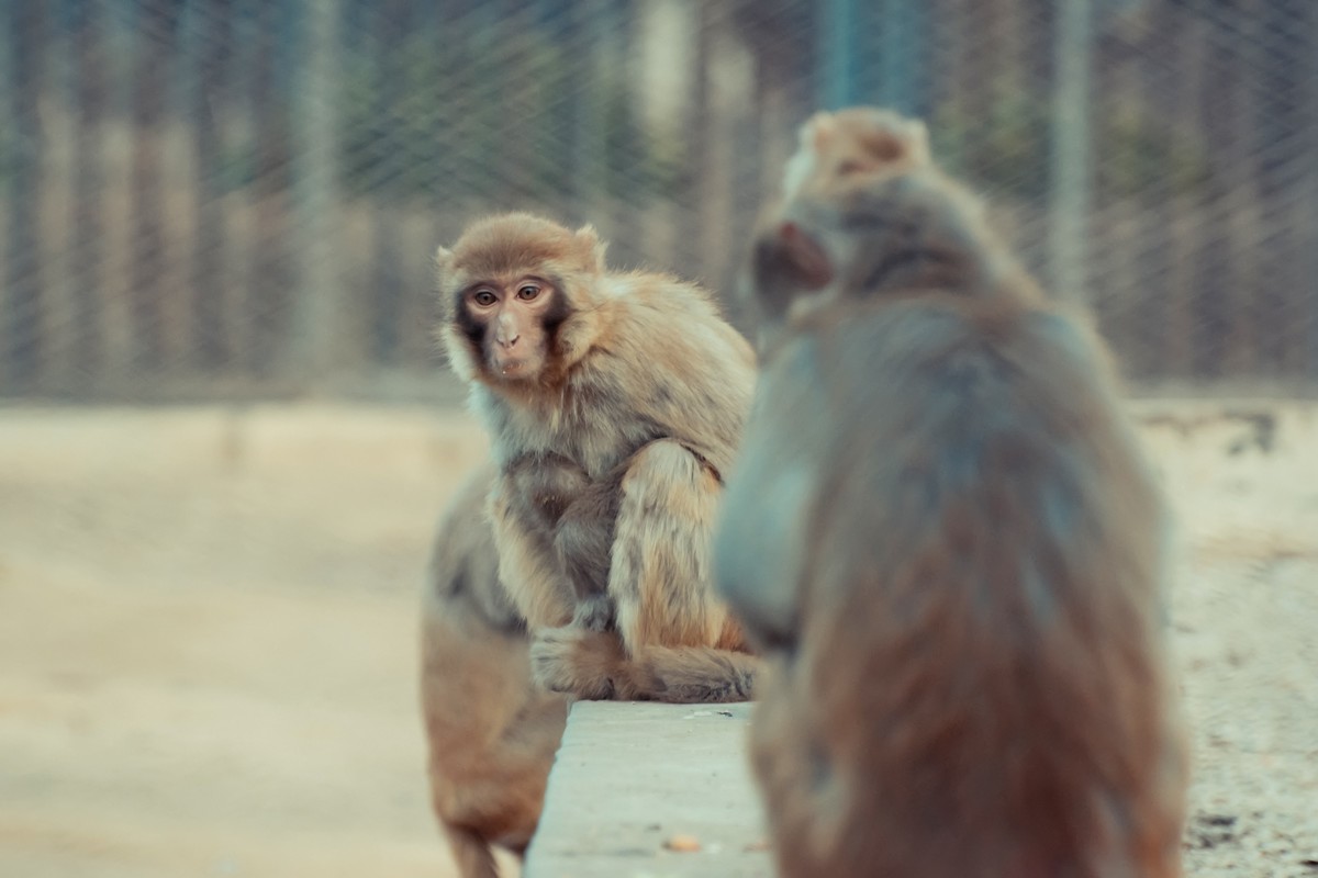 逛动物园 70-300 VR  试拍