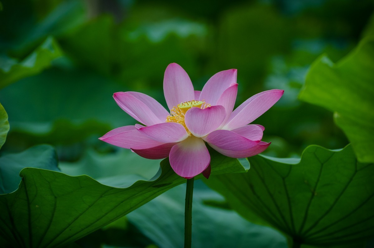 公园花卉随拍105