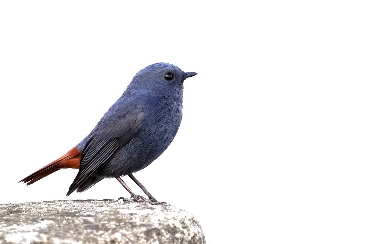 旧片_红尾水鸲11