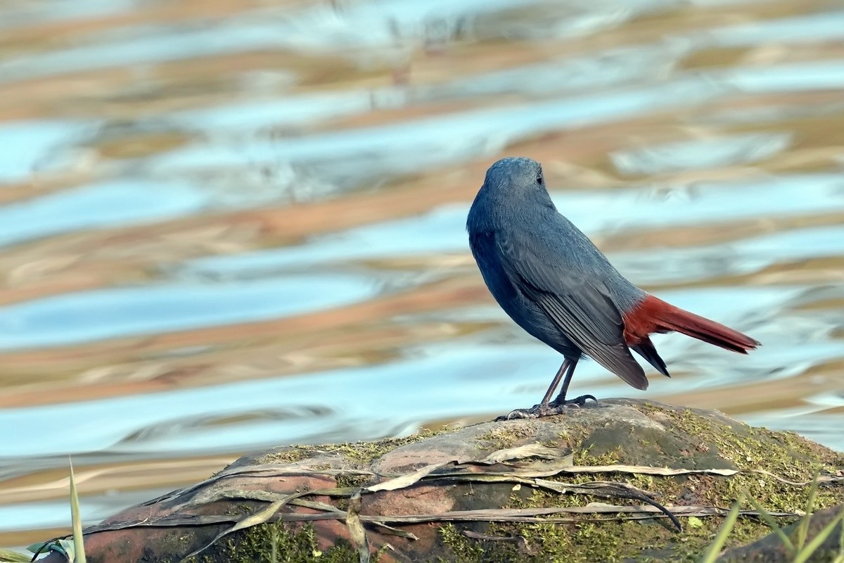 旧片_红尾水鸲11