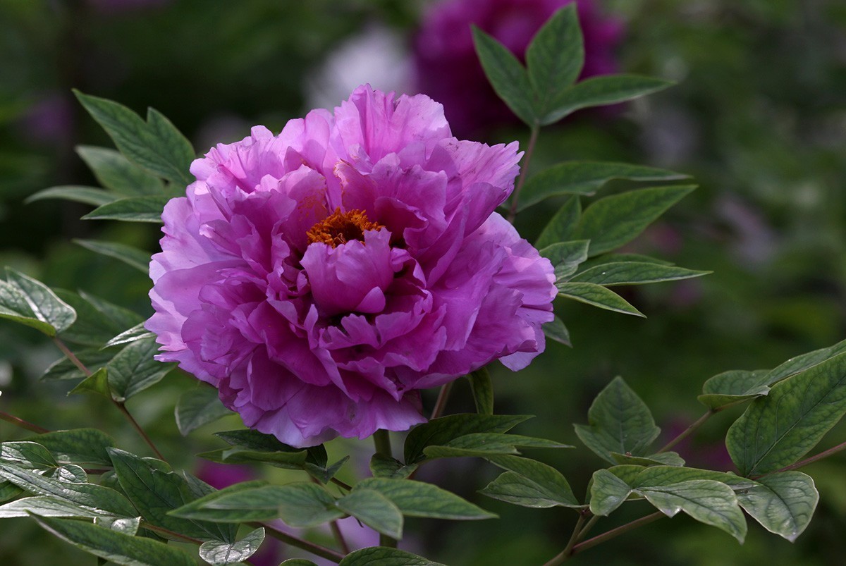 牡丹之歌。。。