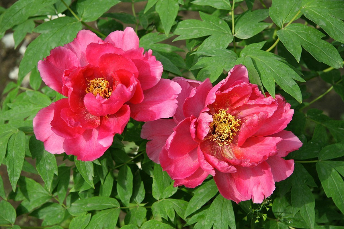 牡丹之歌。。。