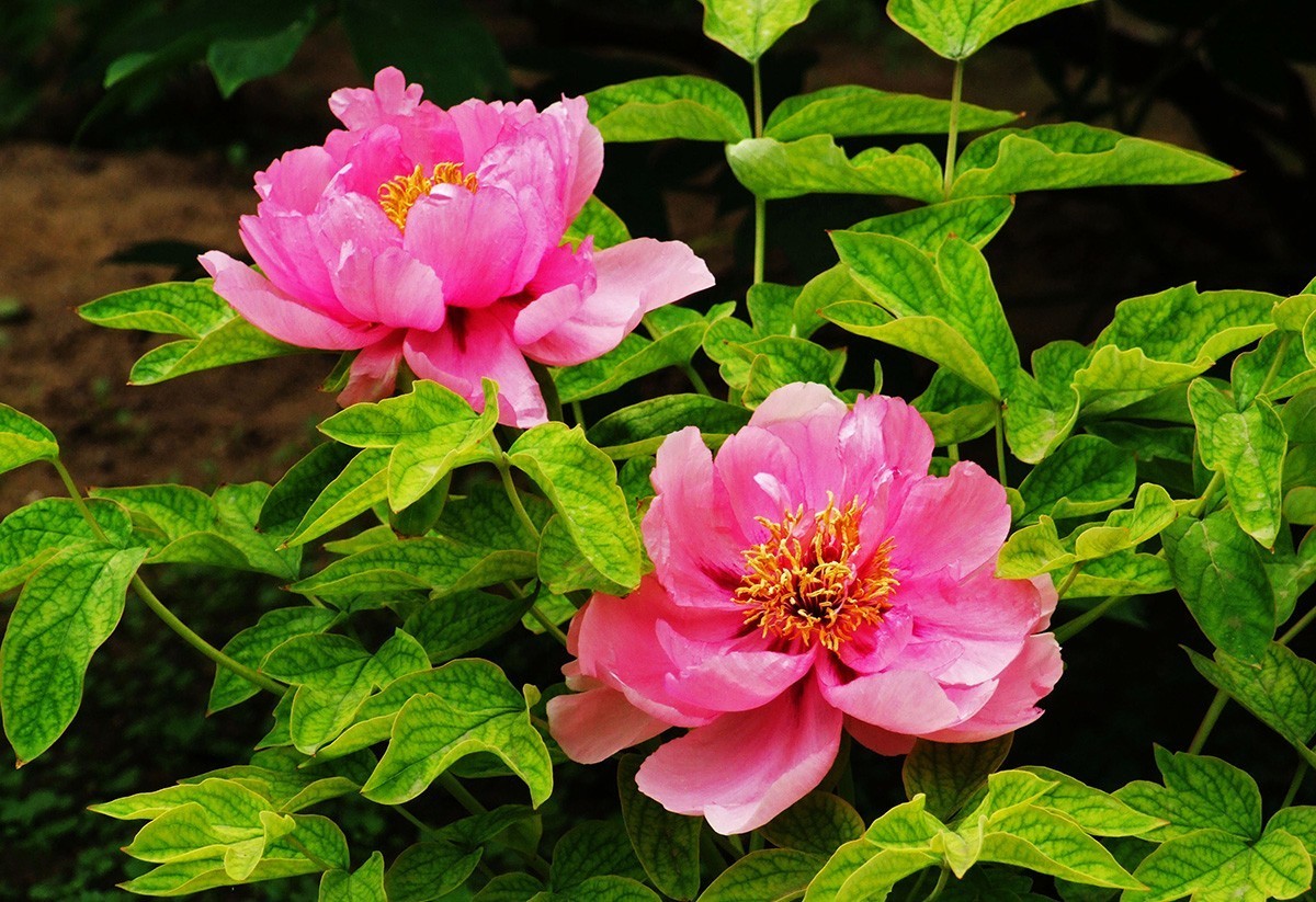 牡丹之歌。。。