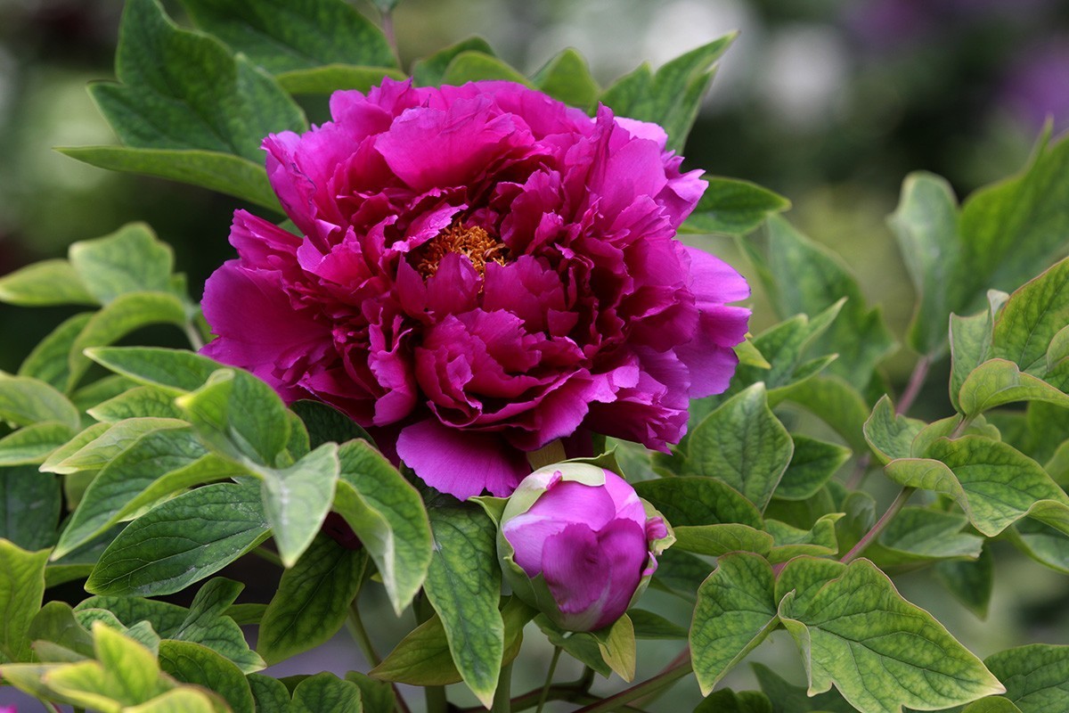 牡丹之歌。。。