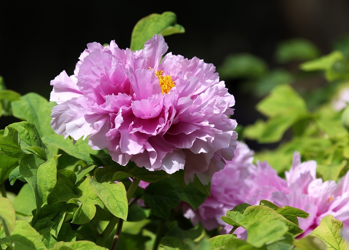 牡丹之歌。。。