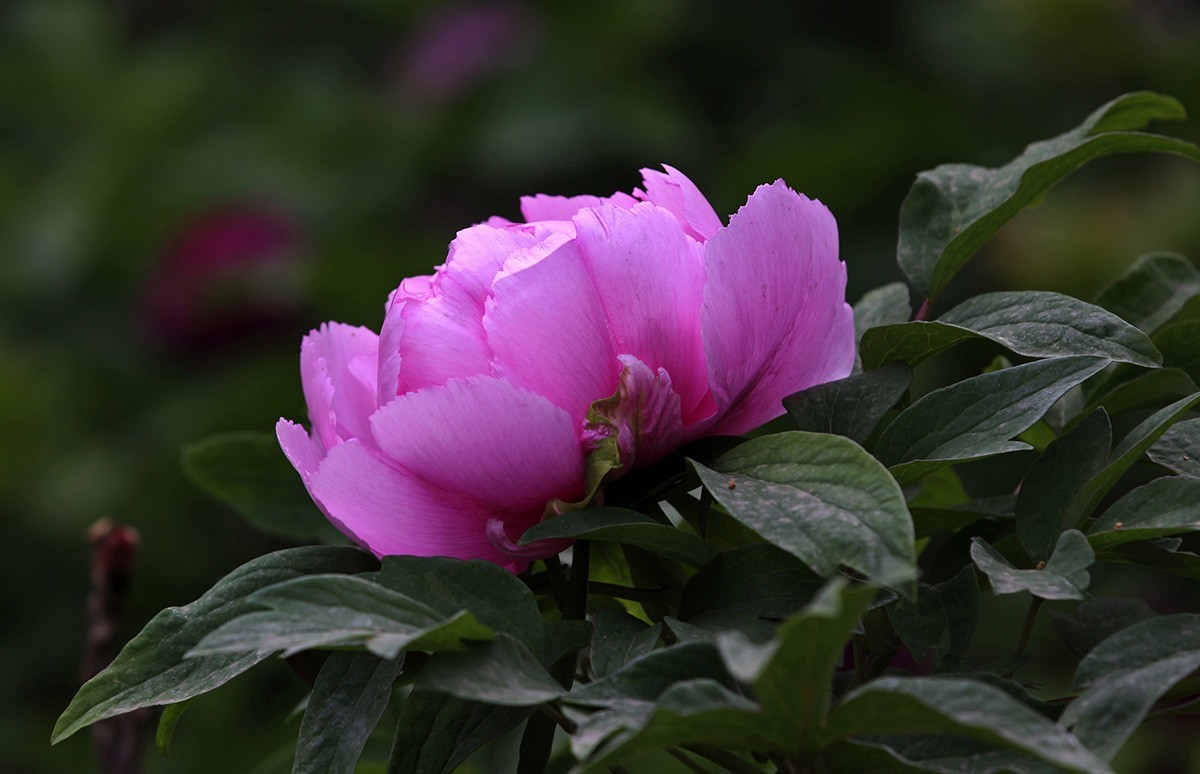 牡丹之歌。。。