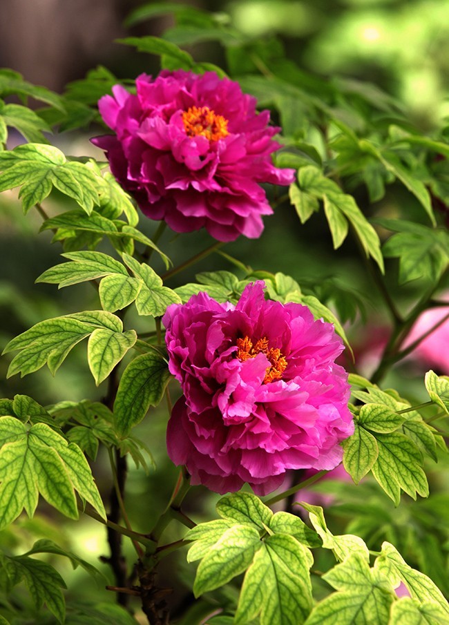 牡丹之歌。。。