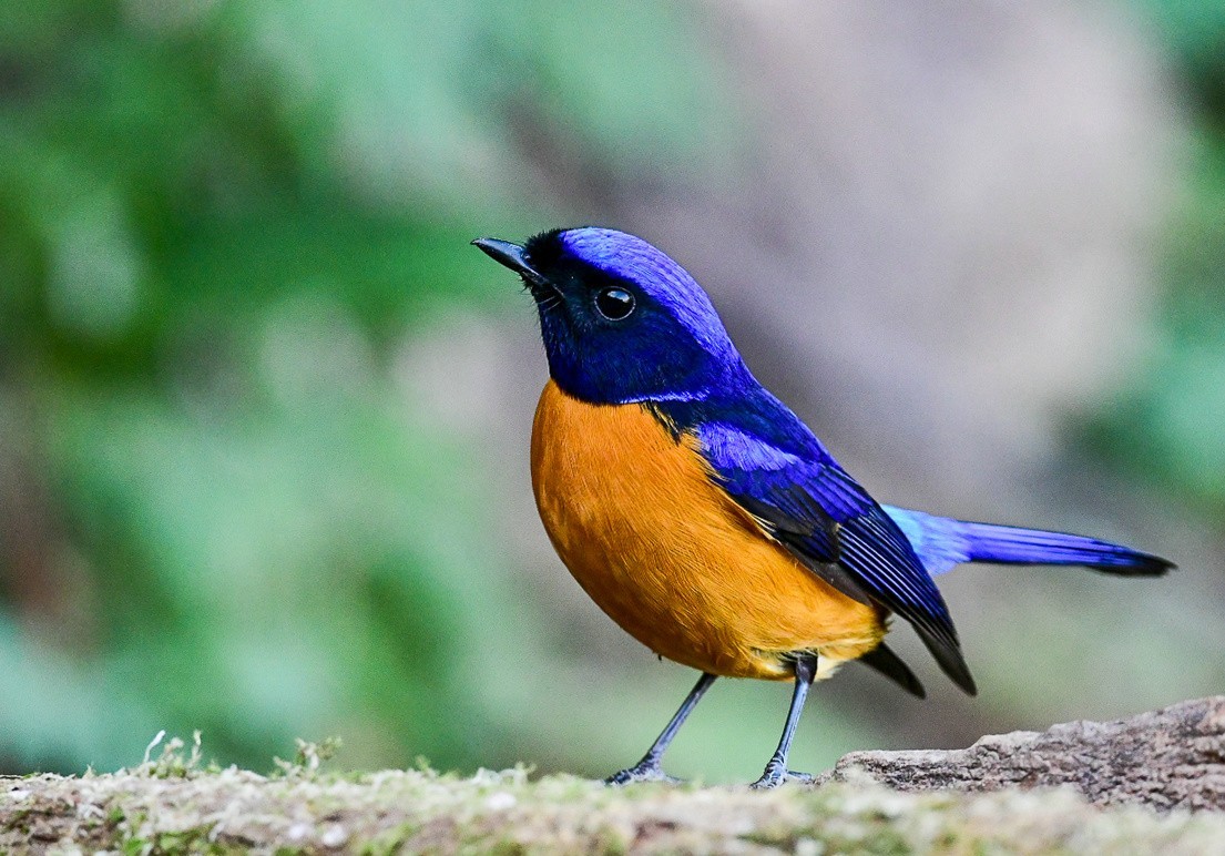 林子里的美男子《棕腹仙鹟》