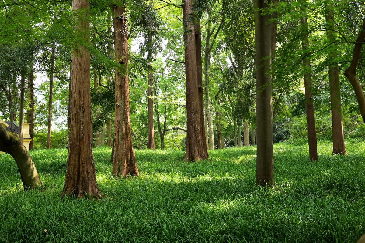 西湖边浴鹄湾漫步—尼康Z5+40f2饼干头直出