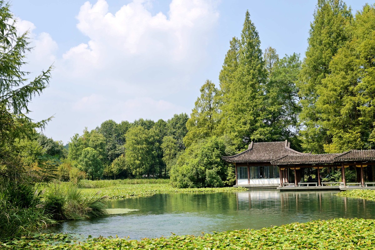 西湖边浴鹄湾漫步—尼康Z5+40f2饼干头直出