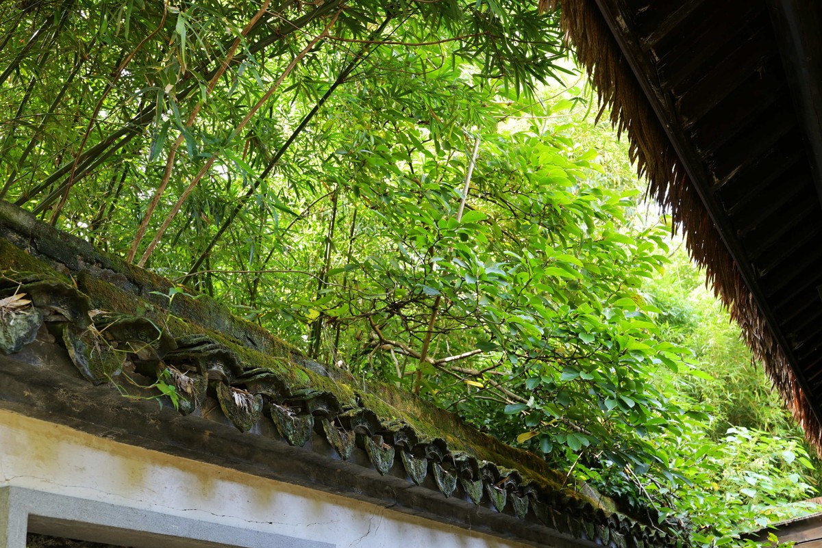 西湖边浴鹄湾漫步—尼康Z5+40f2饼干头直出