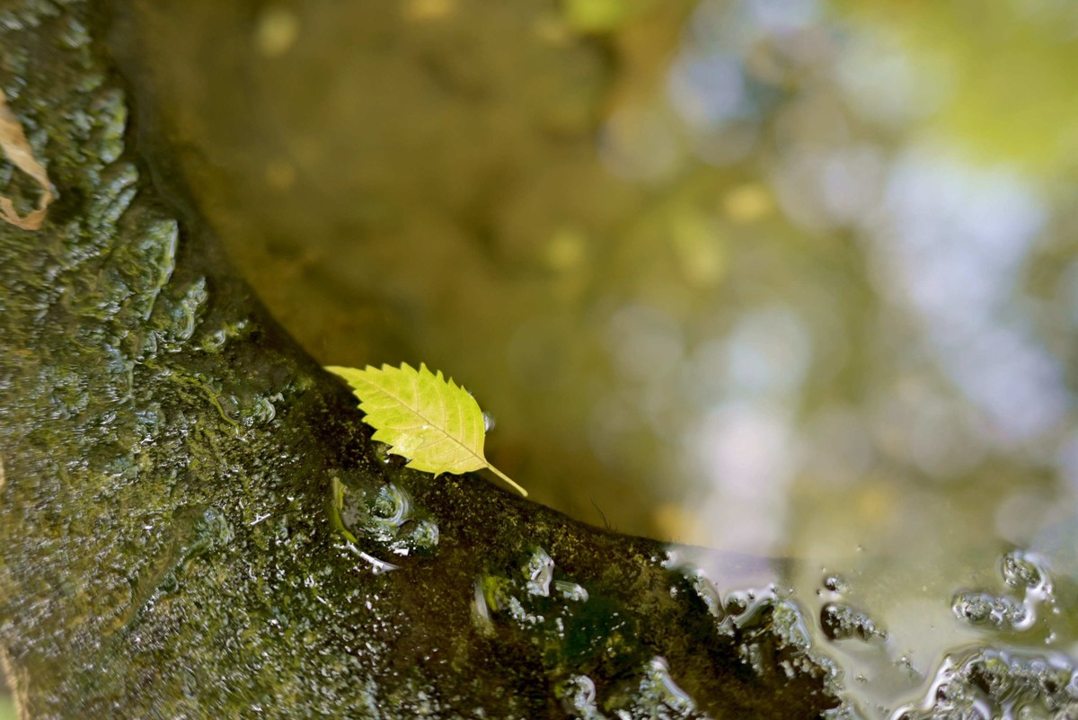 西湖边浴鹄湾漫步—尼康Z5+40f2饼干头直出
