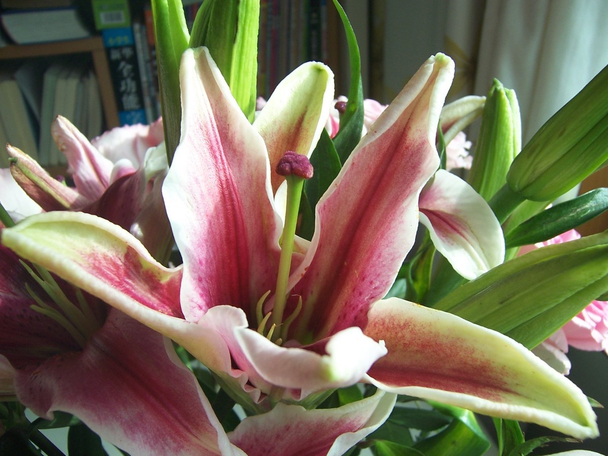 〈国产卡片机发挥余热〉