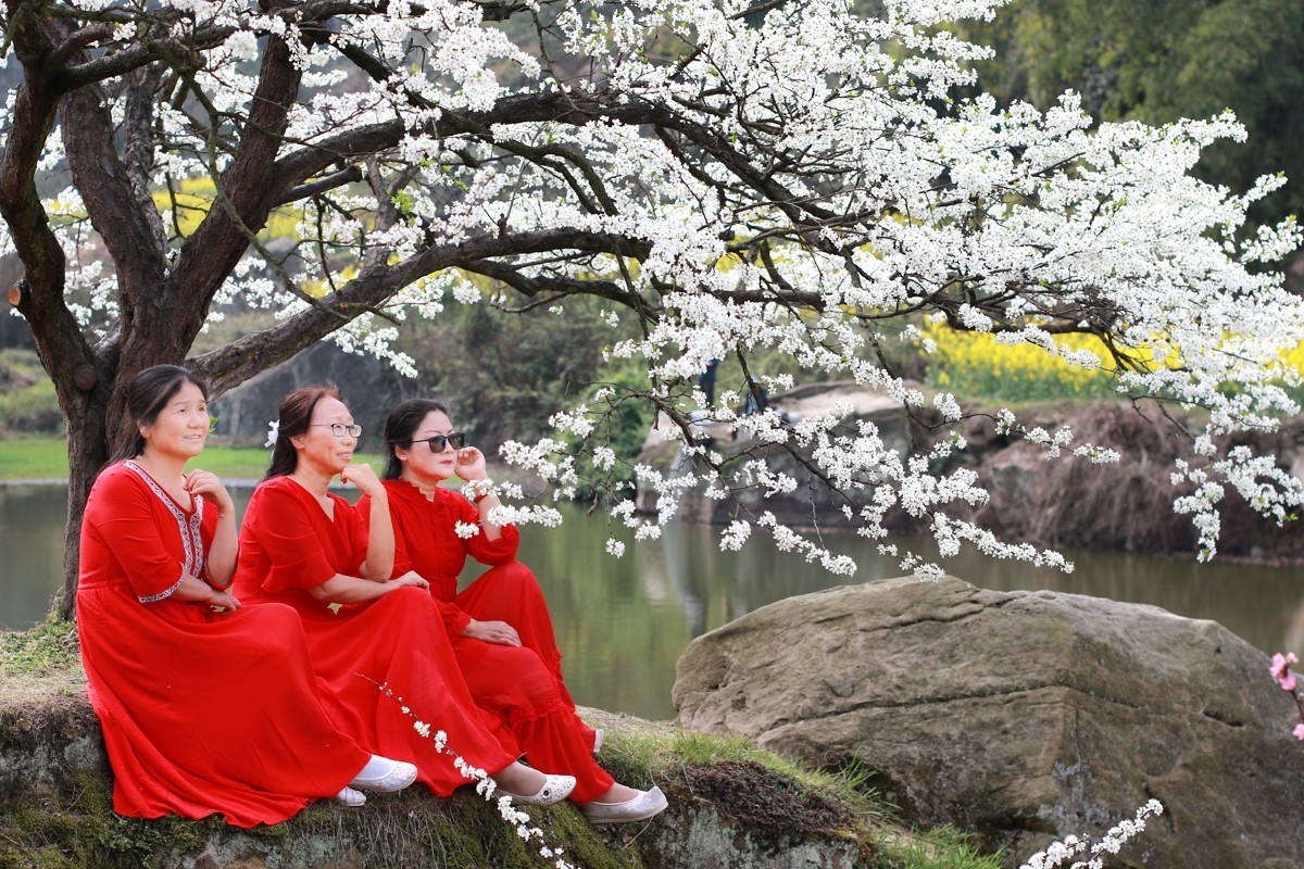 李花怒放一树白，满枝烂漫报春来！