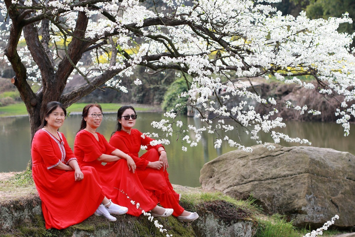 李花怒放一树白，满枝烂漫报春来！