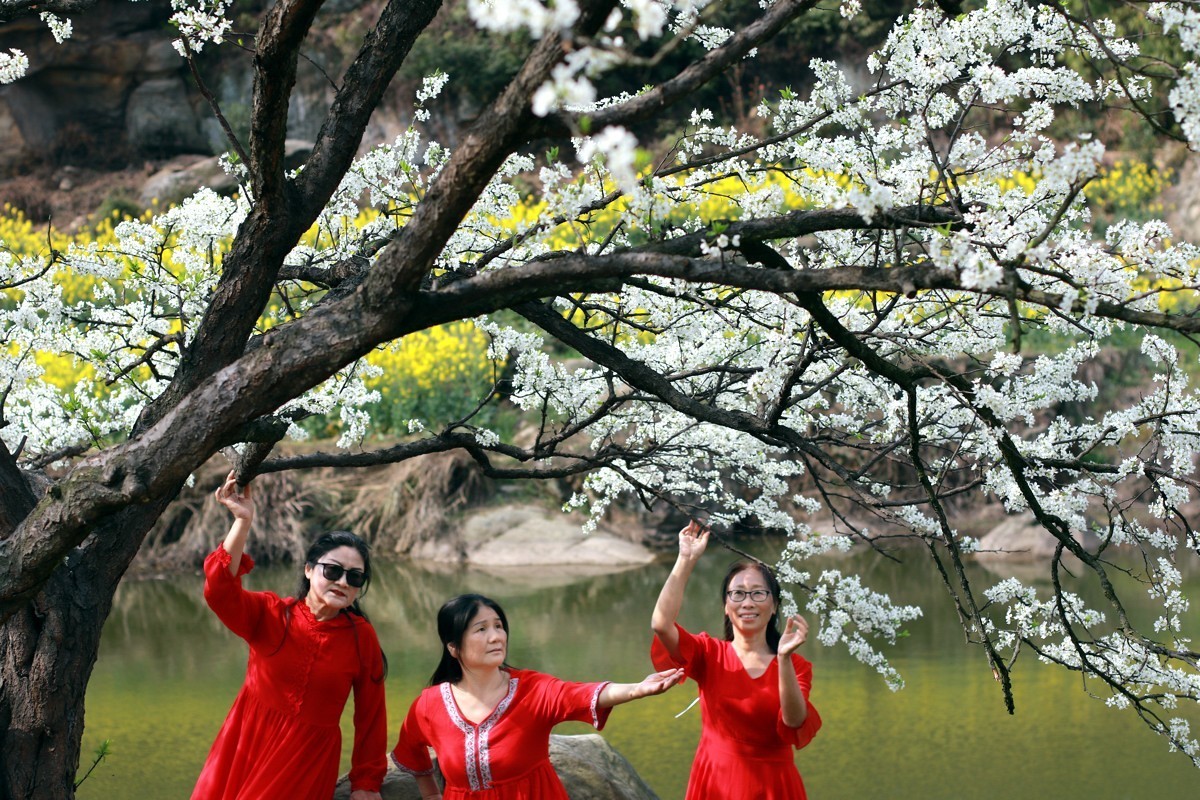 李花怒放一树白，满枝烂漫报春来！
