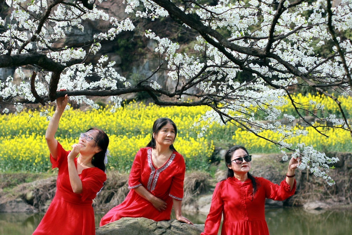 李花怒放一树白，满枝烂漫报春来！