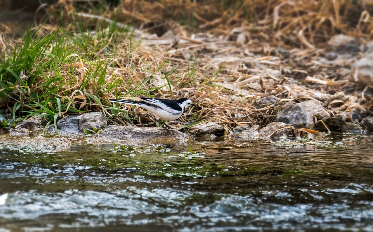 白鹡鸰（十一）