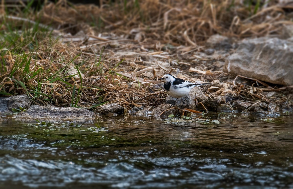 白鹡鸰（十一）