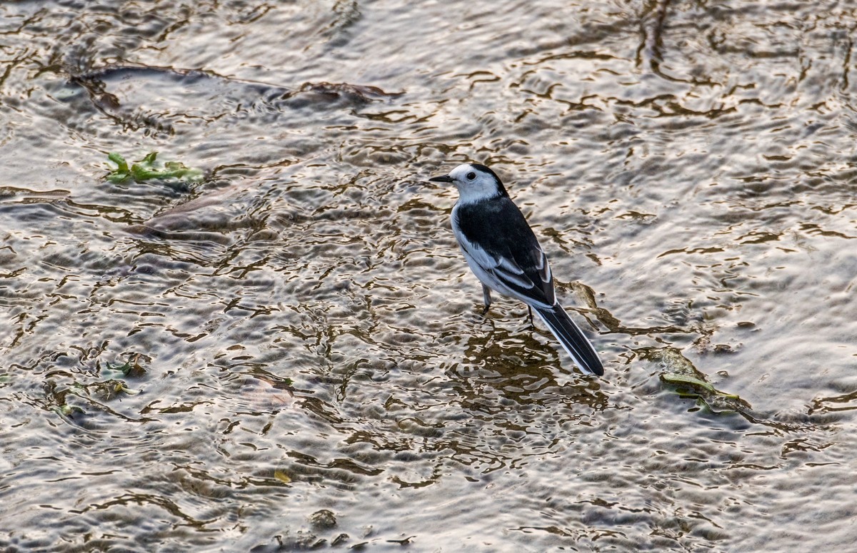 白鹡鸰（十一）