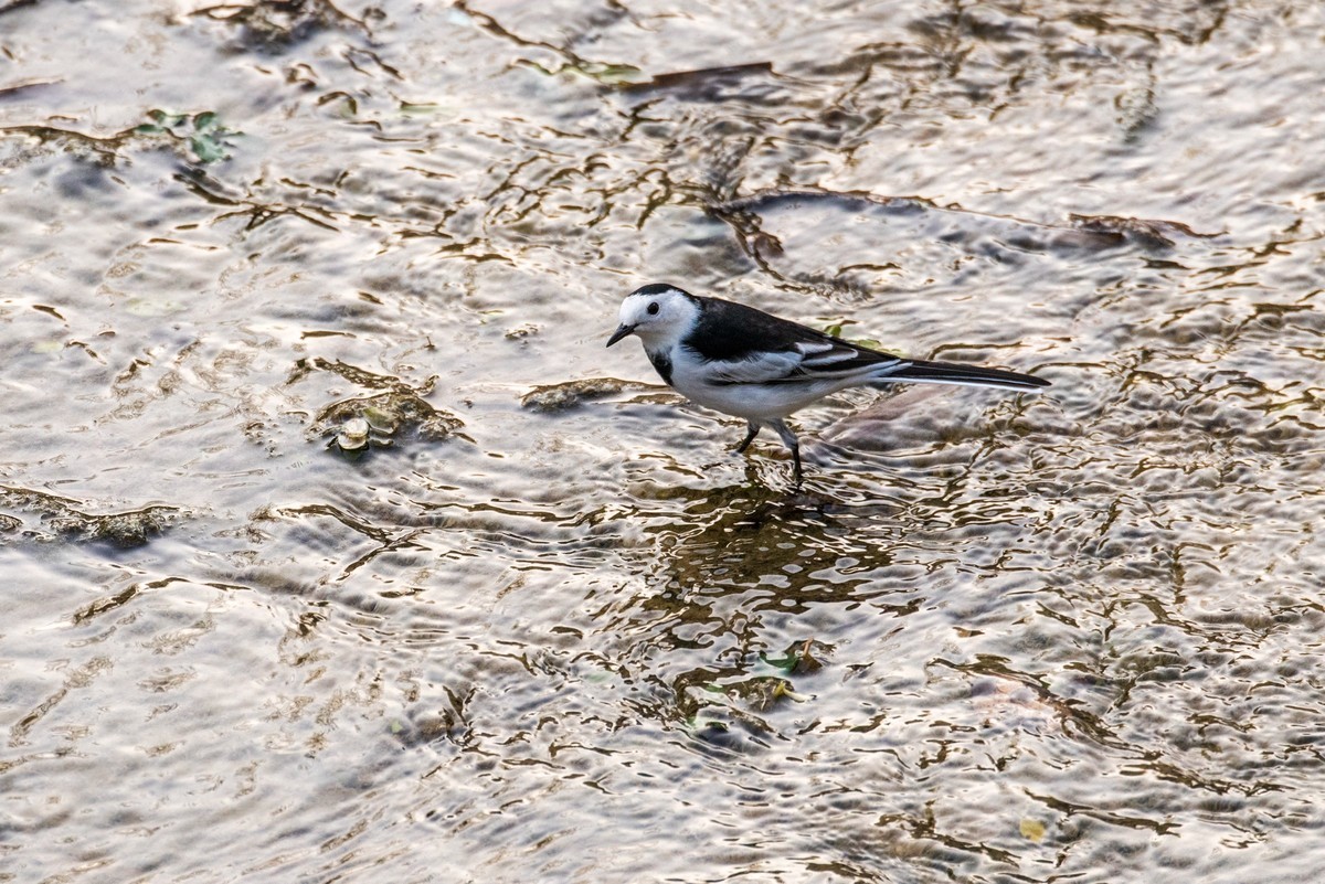 白鹡鸰（十一）