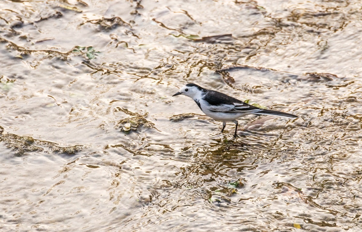 白鹡鸰（十一）