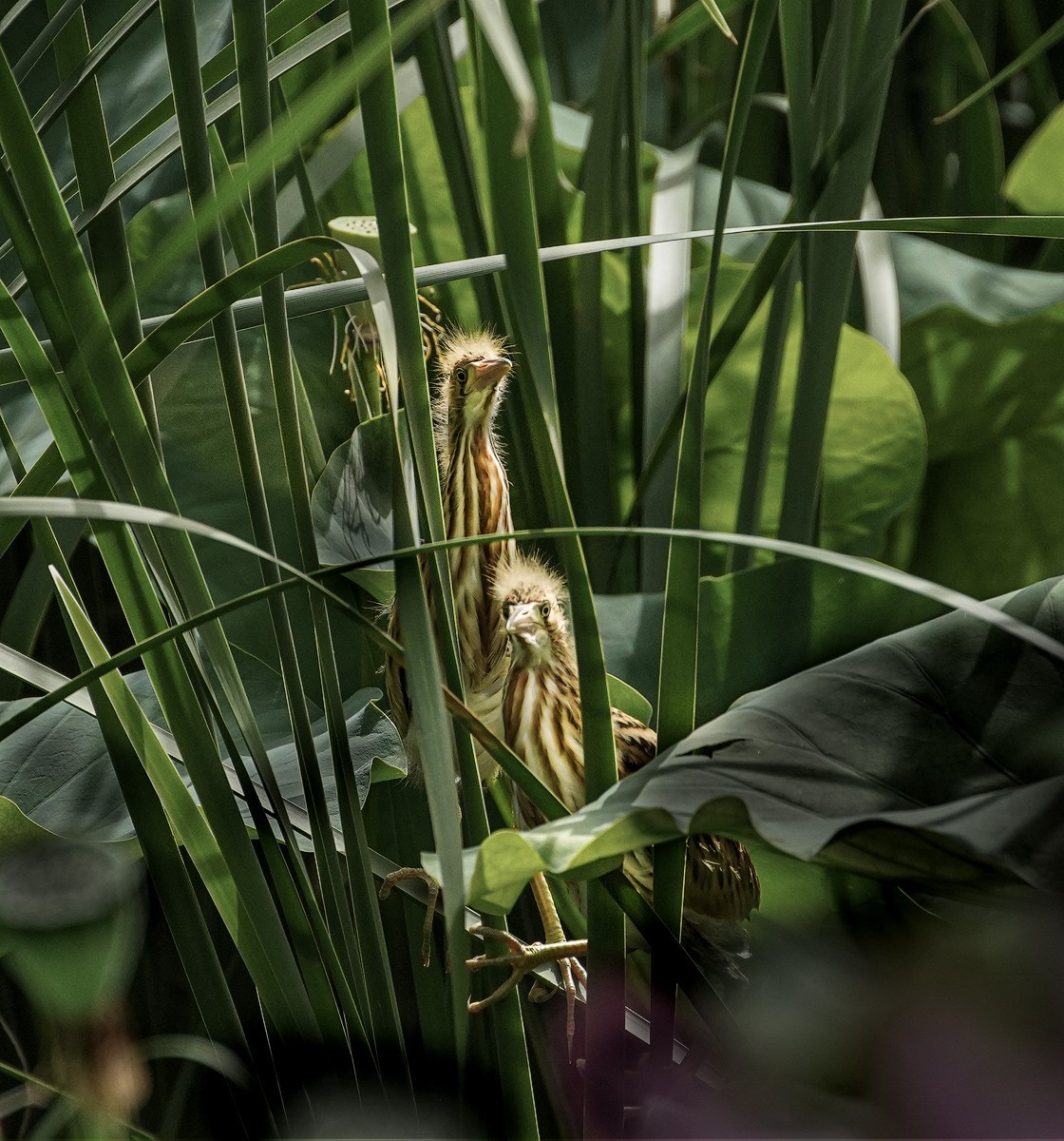 鸟类片（98）-----黄尾鹣育雏