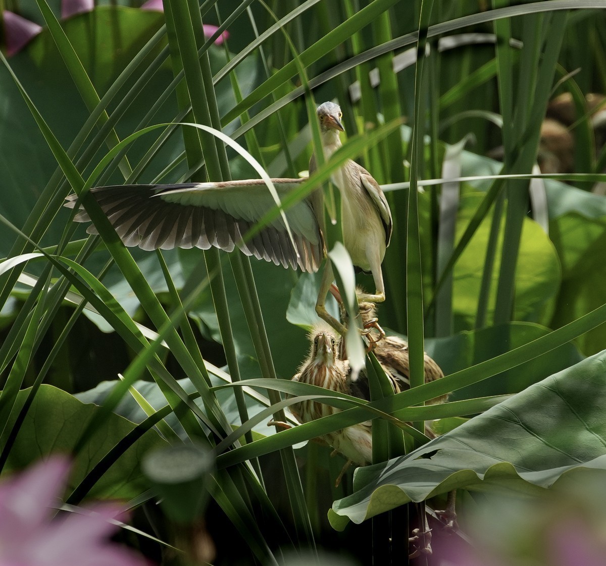 鸟类片（98）-----黄尾鹣育雏