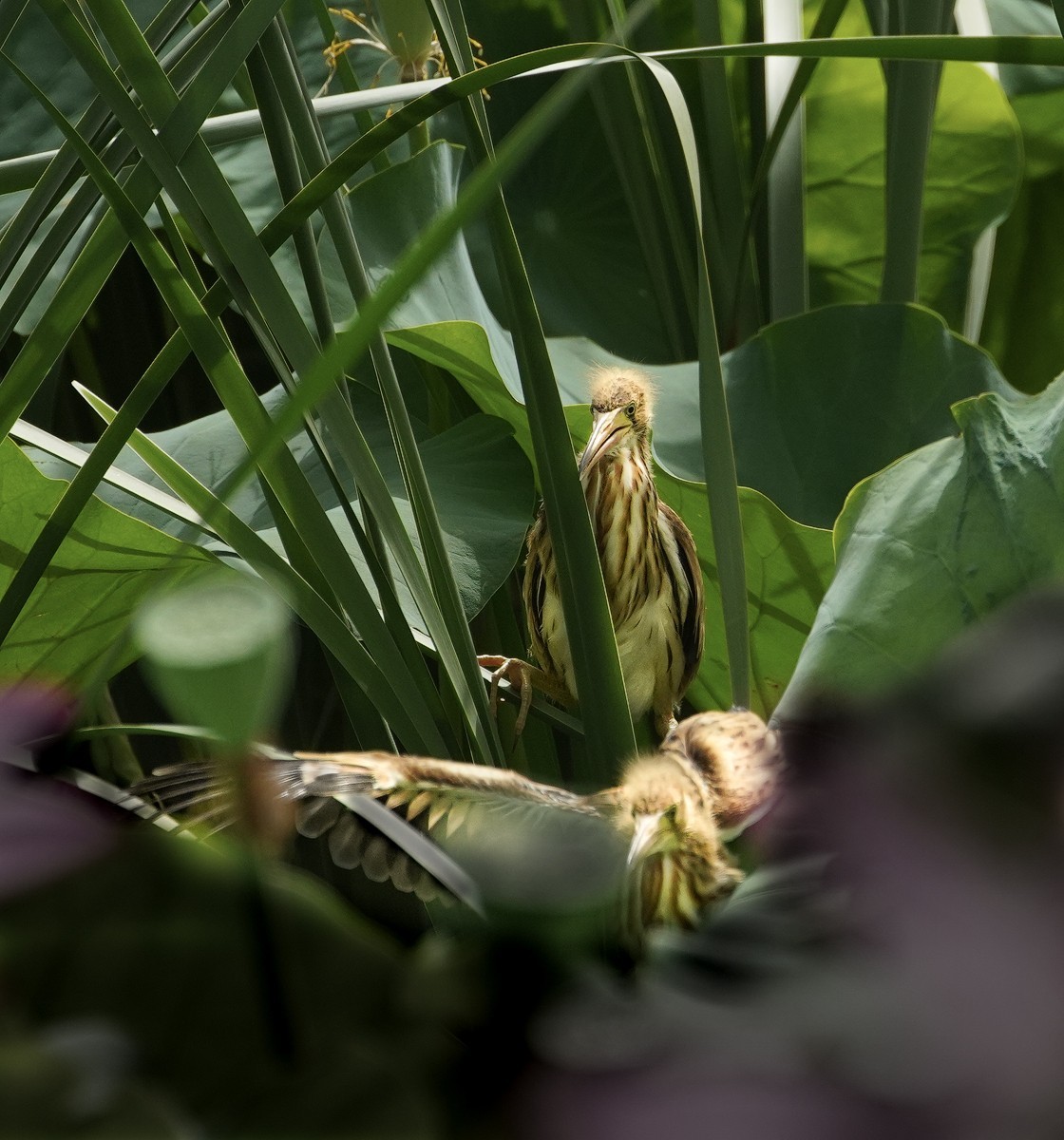 鸟类片（98）-----黄尾鹣育雏