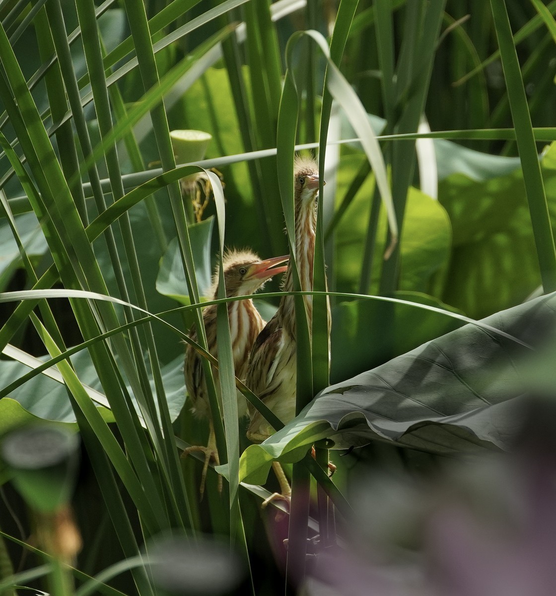 鸟类片（98）-----黄尾鹣育雏