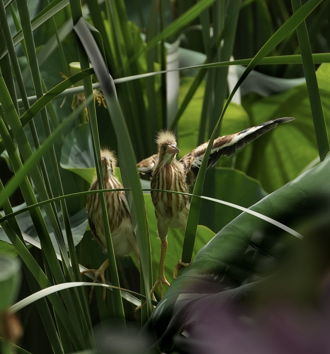 鸟类片（98）-----黄尾鹣育雏