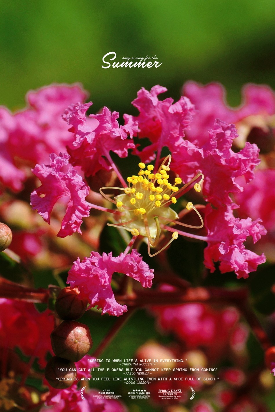 2023首拍〖 紫 薇 〗