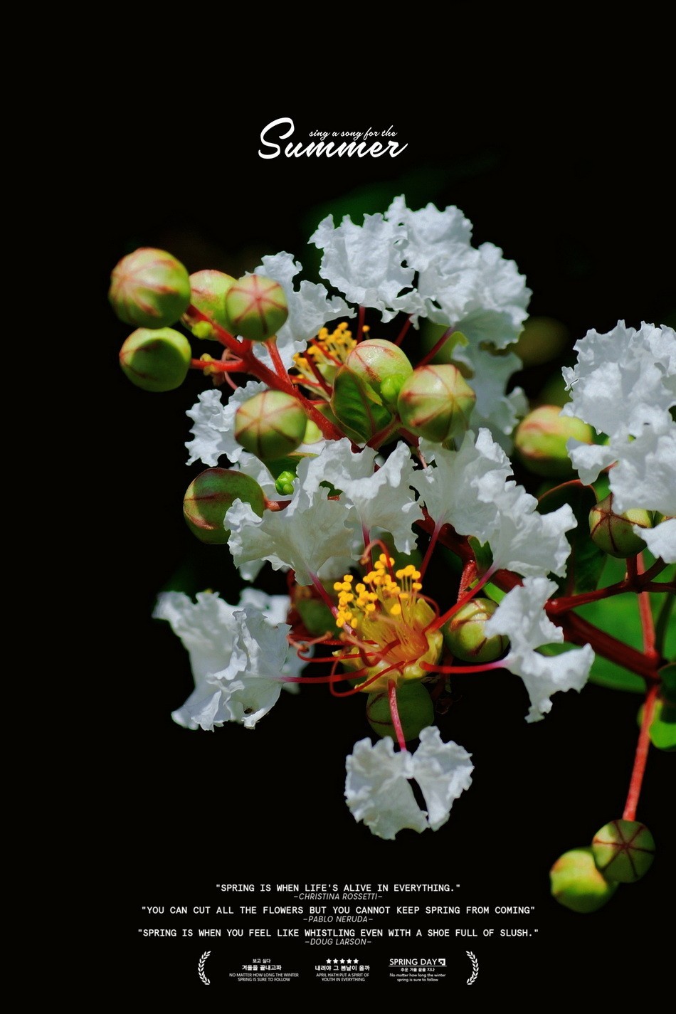 2023首拍〖 紫 薇 〗