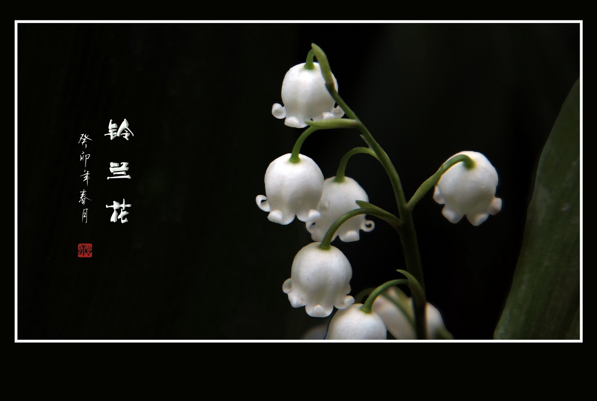 白玉般的小铃铛-铃兰花